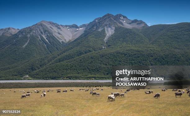 sheep in new zealand - otago farmland stock pictures, royalty-free photos & images