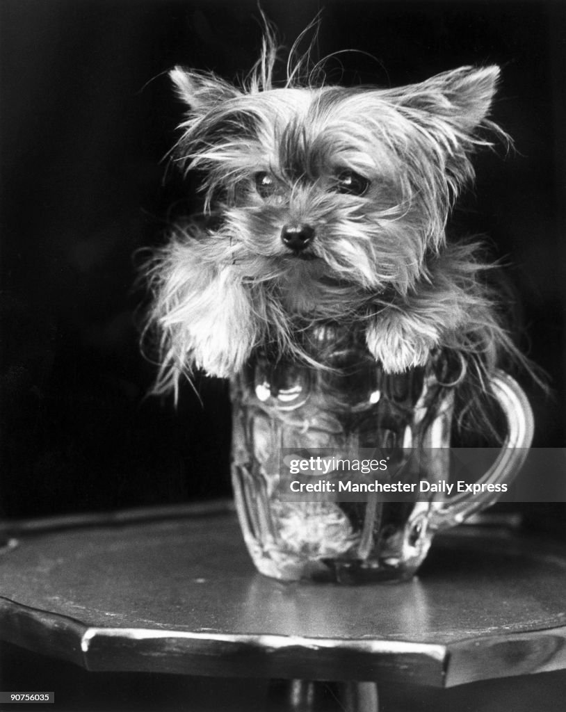 Toy Yorkshire terrier, June 1985.