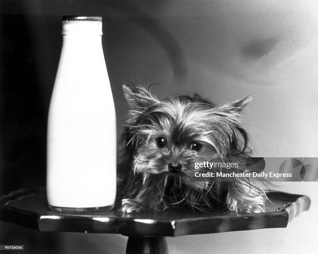 Toy Yorkshire terrier, June 1985.