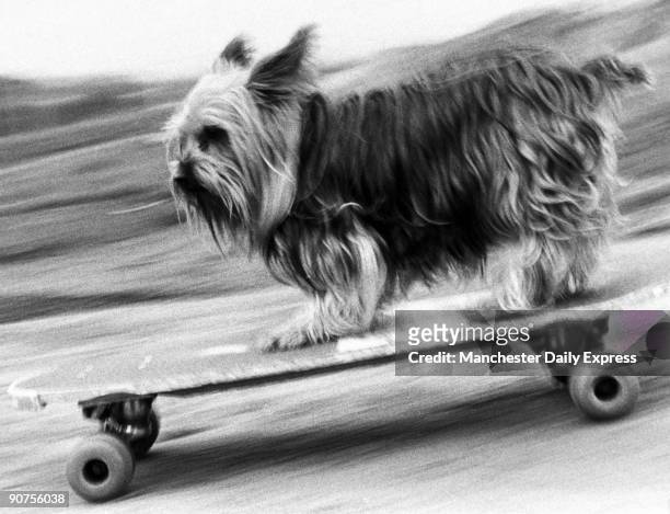Scamp the Yorkshire terrier from Evesham, Worcestershire.