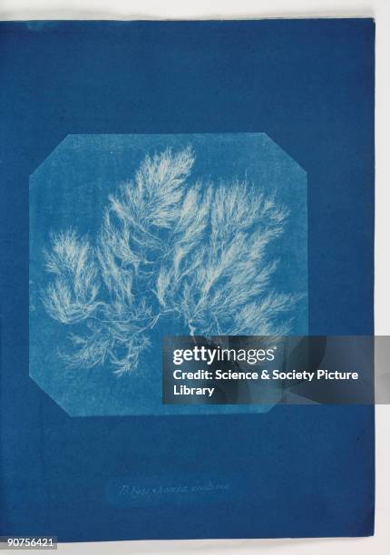 Photographs of British Algae: Cyanotype Impressions' 1943. Cyanotype Impressions was published in ten installments from 1843-1853, starting with Part...