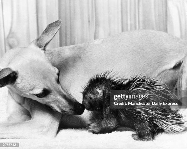 Dog and baby porcupine, February 1977.