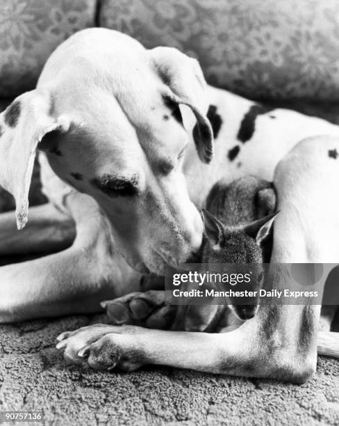 Hand Reared 1,230 Hand Reared Stock Photos, High-Res Pictures, and Images - Getty ...