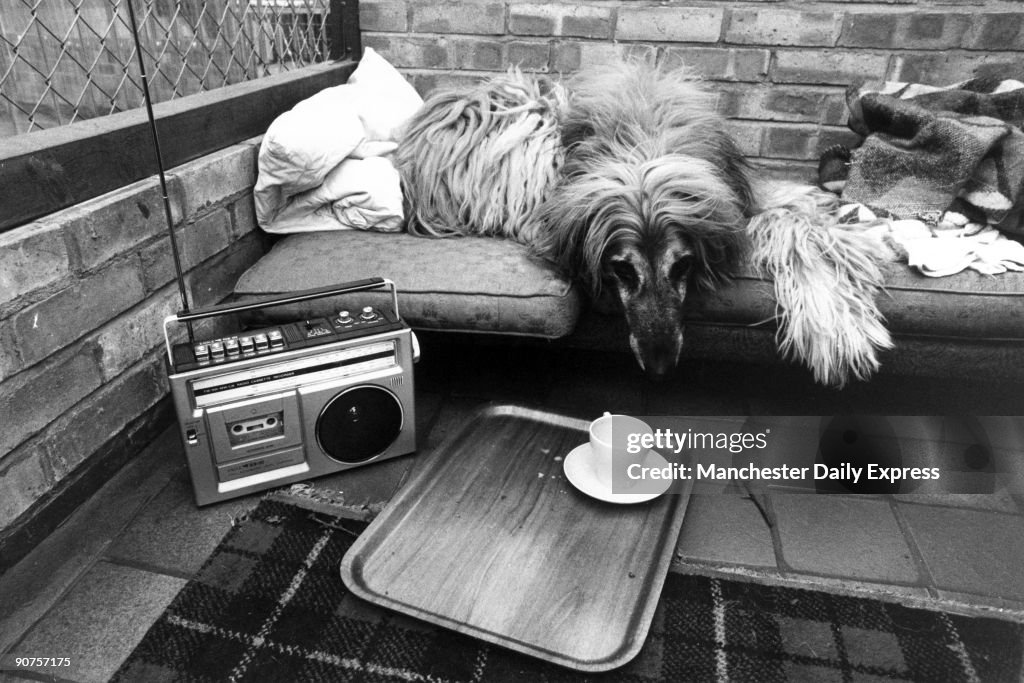 Wally the Afghan hound in a �Doggie Exclusive Hotel�, December 1980.