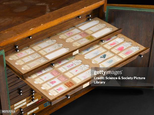 Photograph taken in 2007 of the the extended drawers, labelled �1-40 MESO� and �41-78 MESO� containing original material prepared by Dr J C Wagner....