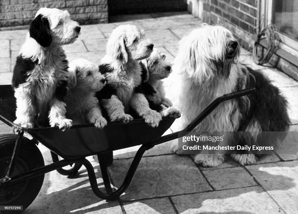 Puppies in a wheelbarrow, May 1978.