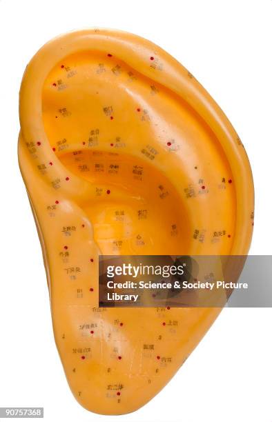 Model of an ear, probably from China or Japan, showing the points along the meridians where acupuncture needles are inserted. Acupuncture is a...