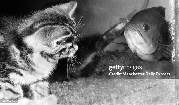 Kipper, an eight-week-old kitten, with a South American Oscar fish in a tropical fish shop in Southport owned by Ellen Ormisher.