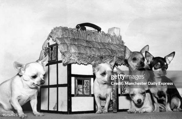 Champion chihuahua Seggieden Jupiter, , with his 12-month-old pups Vulcanite (the only male, Honeybelle, Cleopatra and Pixie . The pups, valued at...