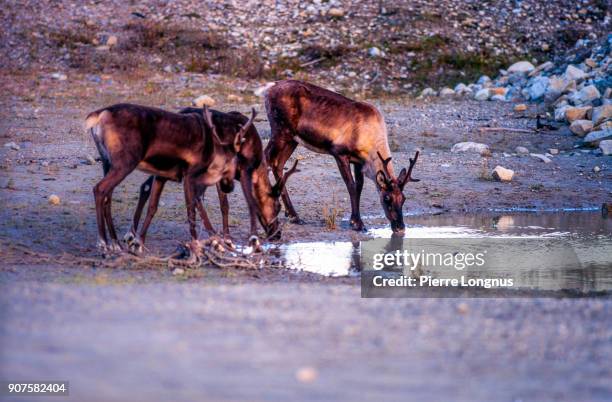 group of wild mountain caribou drinking water in a pond, in stone mountain provincial park, northern british columbia, canada - woodland caribou stock pictures, royalty-free photos & images