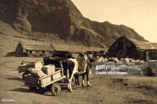 Bromide print. Photograph by Ernest R Ashton of the British dependency of Tristan da Cunha in the South Atlantic, one of the remotest islands in the...