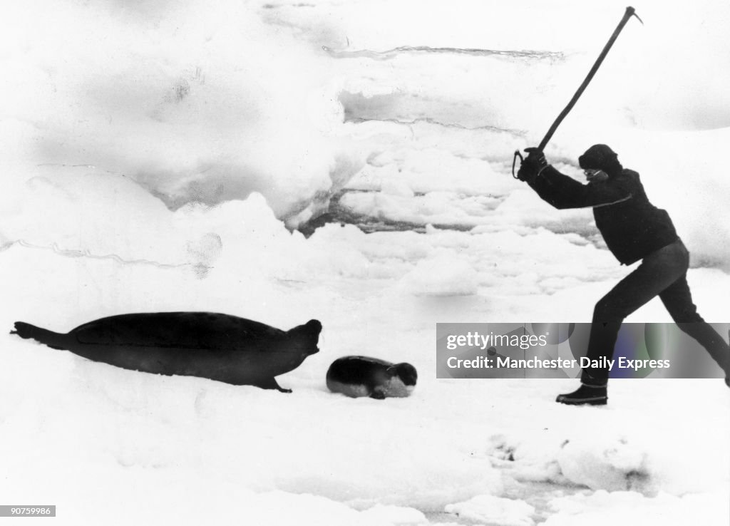 Death Has Come A Little Late This Year For The Seal Cubs In Canada S death-has-come-a-little-late-this-year-for-the-seal-cubs-in-canada-s