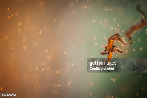 hippocampus zeepaard - zeepaardje stockfoto's en -beelden