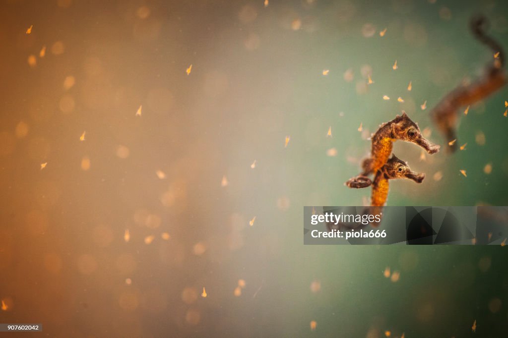 Hippocampus sea horse