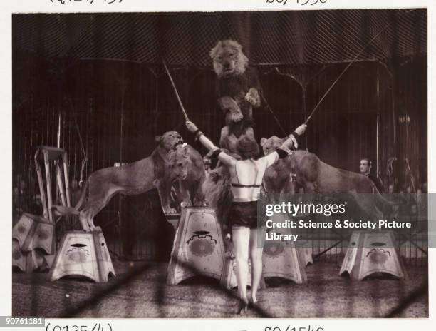 Snapshot photograph of a glamorous female lion tamer in front of a group of performing lions at the circus, taken by an unknown photographer in about...
