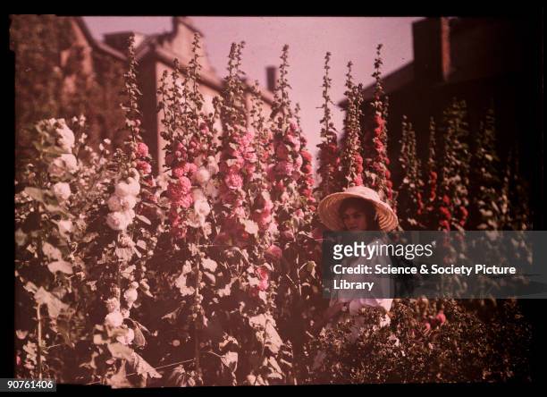 An autochrome of her daughter wearing a sun bonnet, taken by Etheldreda Janet Laing. Hollyhocks tower over the young girl as she stands in the sunny...