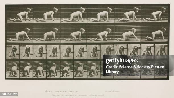 Photograph by Edweard James Muybridge , British-American photographer and pioneer of animal sequence photography. Muybridge photographed a horse...