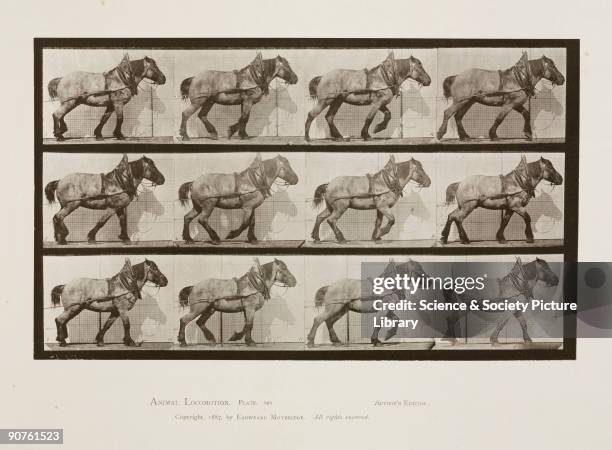 Photograph by Edweard James Muybridge , British-American photographer and pioneer of animal sequence photography. Muybridge photographed a horse...