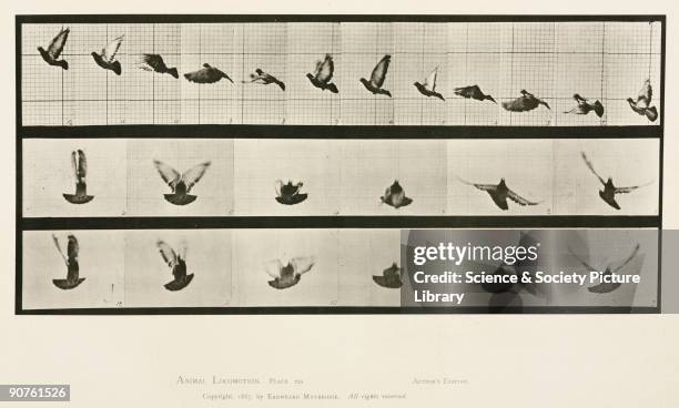 Photograph by Edweard James Muybridge , British-American photographer and pioneer of animal sequence photography. Muybridge photographed a horse...