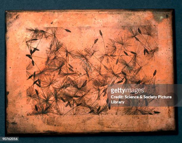 Circa 1850: Photographically engraved copper plate by William Henry Fox Talbot . Talbot invented the negative/positive process for producing...