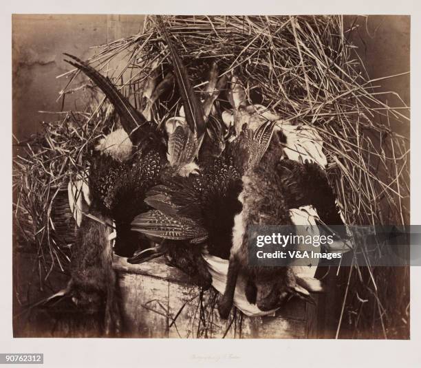 Still life photograph by Roger Fenton of dead game animals. This composition of hares and pheasants shows the contrasting textures between fur and...