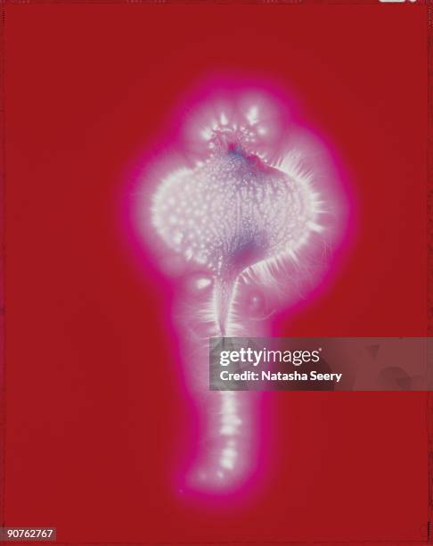 The process of Kirlian photography is named after Seymon Kirlian, an amateur inventor and electrician of Krasnodar, Russia, who pioneered the process...