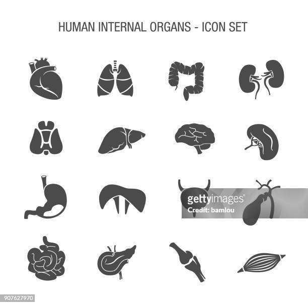 illustrazioni stock, clip art, cartoni animati e icone di tendenza di set di icone organi interni umani - intestino crasso umano