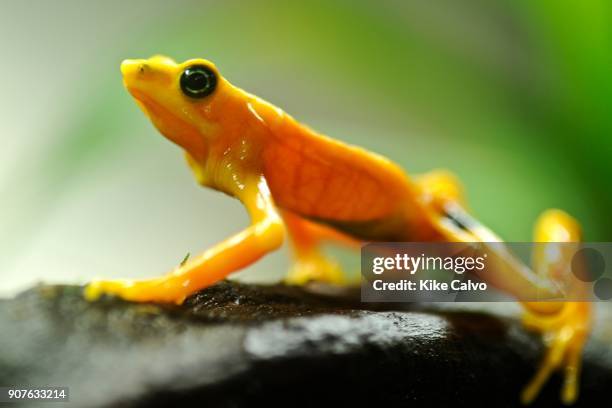 In recent years, conservation biologists have drawn our attention to a worldwide decline in wild populations of frogs, toads, and salamanders - a...