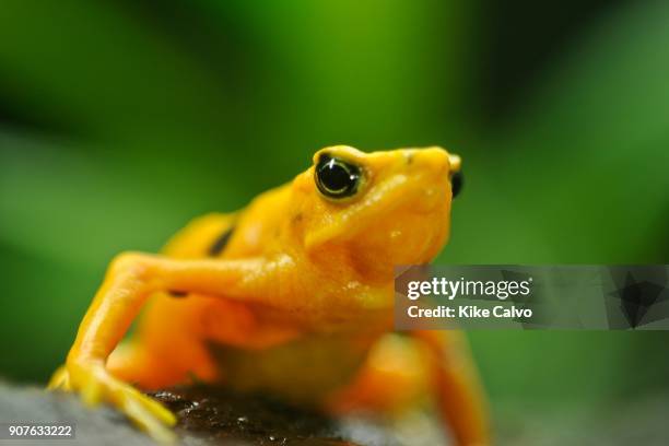 In recent years, conservation biologists have drawn our attention to a worldwide decline in wild populations of frogs, toads, and salamanders - a...