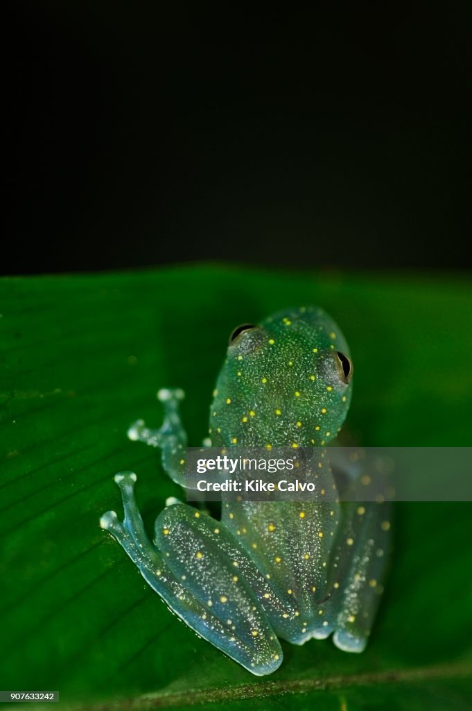Frogs of Panama