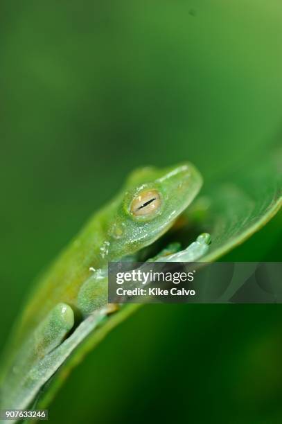 In recent years, conservation biologists have drawn our attention to a worldwide decline in wild populations of frogs, toads, and salamanders - a...