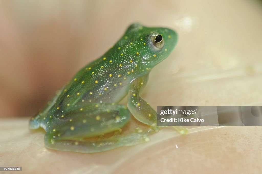 Frogs of Panama
