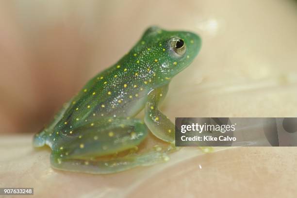 In recent years, conservation biologists have drawn our attention to a worldwide decline in wild populations of frogs, toads, and salamanders - a...