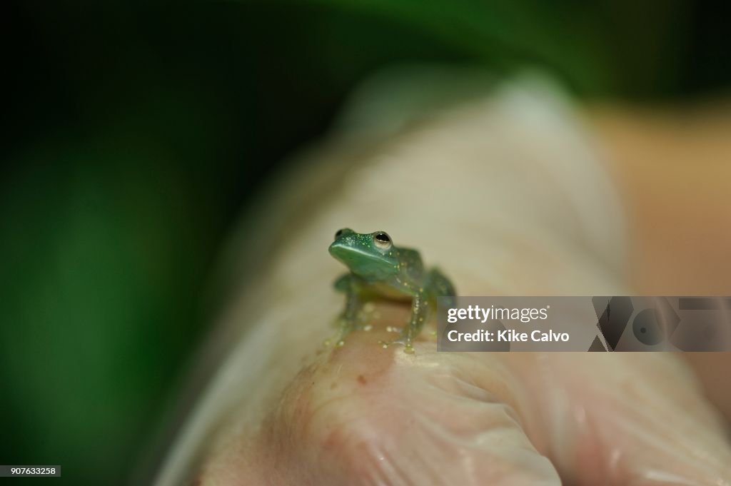 Frogs of Panama