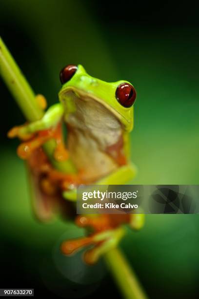 In recent years, conservation biologists have drawn our attention to a worldwide decline in wild populations of frogs, toads, and salamanders - a...