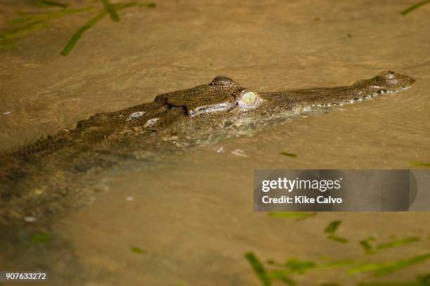 Expedition boats explore the waters of the Panama Canal through coves and inlets in search of wildlife including countless species of birds, reptiles...