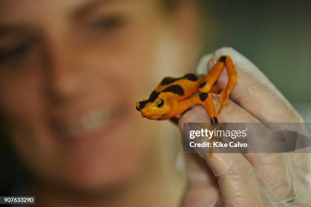 In recent years, conservation biologists have drawn our attention to a worldwide decline in wild populations of frogs, toads, and salamanders - a...