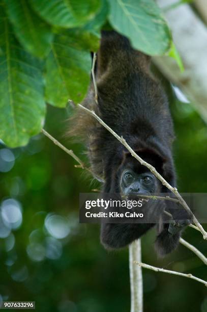 Expedition boats explore the waters of the Panama Canal through coves and inlets in search of wildlife including countless species of birds, reptiles...