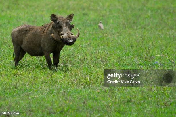 Warhog at the Sweetwater Reserve.