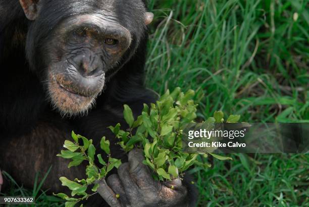 Rescue Chimpancees from Burundi and Uganda are brought to the Sweetwater Rehabilitacion Center in Northen Kenya.