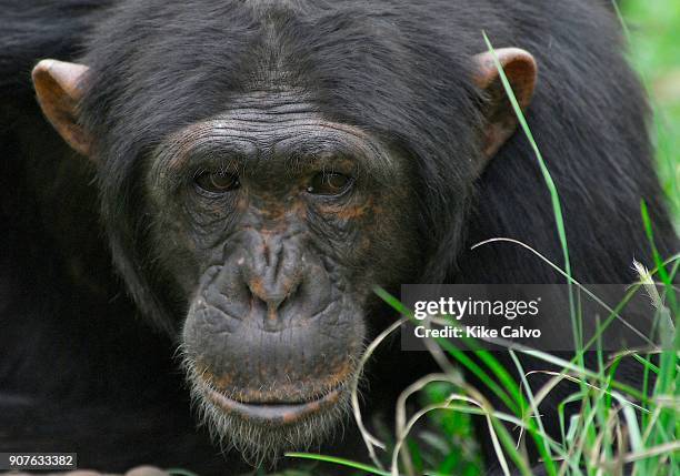 Rescue Chimpancees from Burundi and Uganda are brought to the Sweetwater Rehabilitacion Center in Northen Kenya.