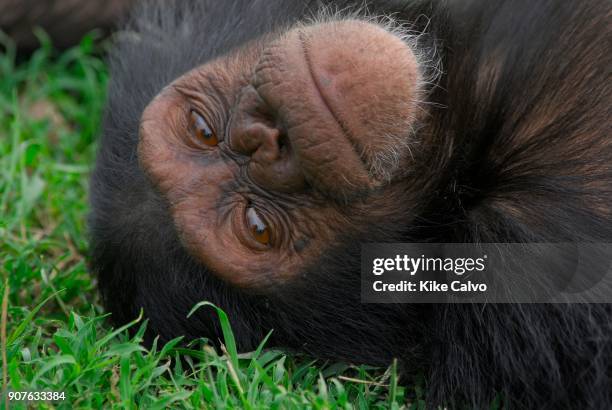 Rescue Chimpancees from Burundi and Uganda are brought to the Sweetwater Rehabilitacion Center in Northen Kenya.