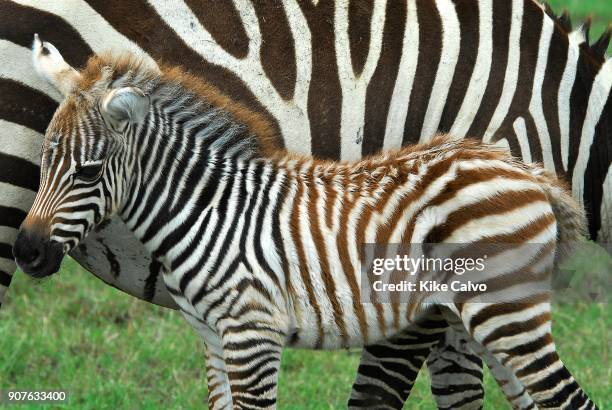 Common zebra Kenya. Africa.