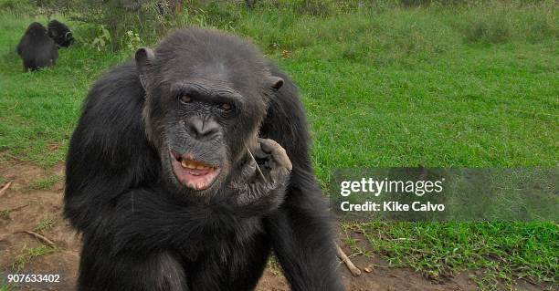 Rescue Chimpancees from Burundi and Uganda are brought to the Sweetwater Rehabilitacion Center in Northen Kenya.