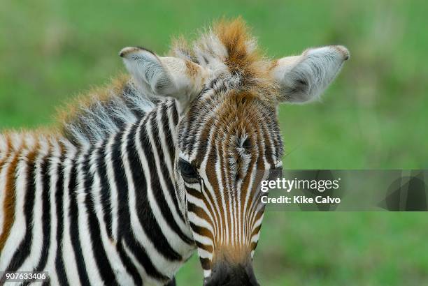 Common zebra Kenya. Africa.