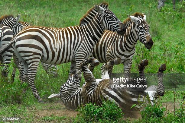 Common zebra . Lake Nakuru. Kenya. Africa.