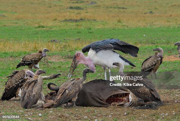 Ruppells Griffon Vulture Pictures Photos and Premium High Res Pictures ...