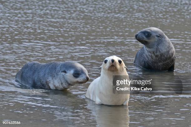 Blond or gold morph Antarctic Fur Seal . Stromness Bay in South Georgia.