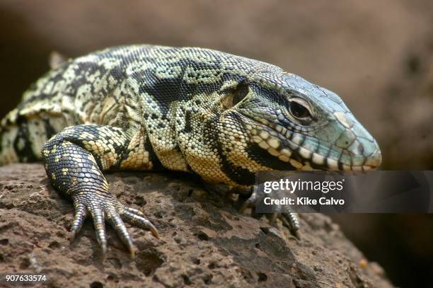 Black-and-white Tegu lizard Iguazu Falls, the waterfalls of the Iguazu River on the Brazil-Argentina border.