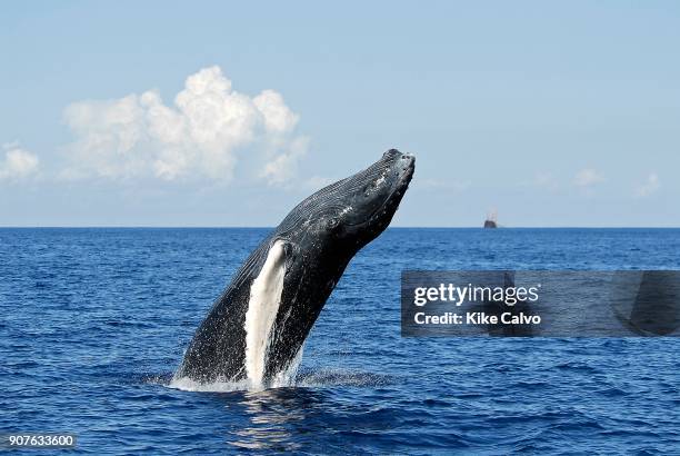 Humpback whale calf breaching, , Polisini Greek Wreck , Silver Banks Marine Sanctuary, Dominican Republic, Caribbean Sea.